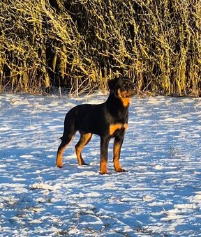 Predám 6 mesačného rotvajlera s PP - 2