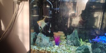 Skalar na vymenu - 2