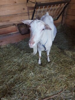 Predam mlade kozy - 2