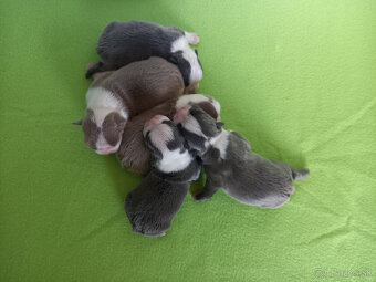 Boston,Bostonský terrier,Boston terrier - 2