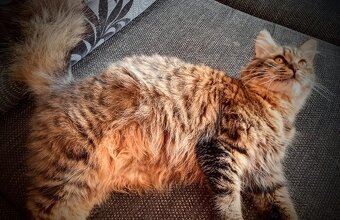 Mainská myvália - 2