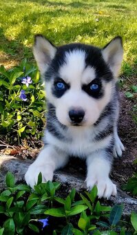 Sibirsky husky hasky - 2