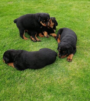 rottweiler, rotwailer, RTW, rotvajler, rotvailer - 2