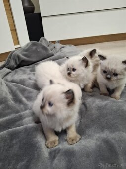Mačiatka Ragdoll - 2