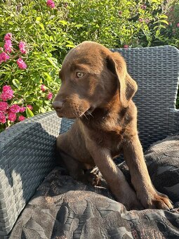 hnědé šteniatka labrador a – pripravené na odber - 2