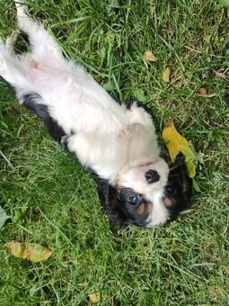 Cavalier king charles spaniel - kavalier - 2