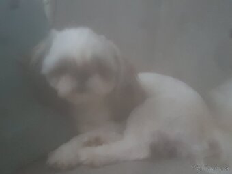 Dám na adopciu psiky shih-tzu,shi-tzu 11mesicu - 2