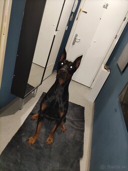 Doberman - 2