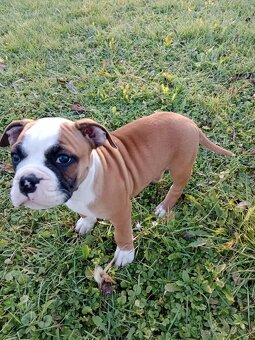 Kontinentálny bulldog - 2