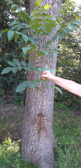 Orech čierny - sadenice. Orech čierny - Kotora - 2