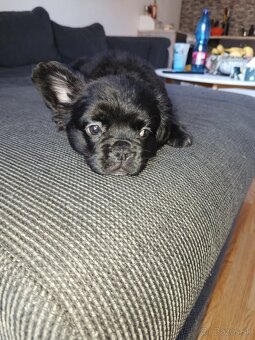 Francúzsky buldoček Flufy - 2