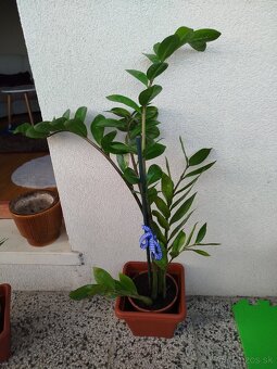 Zamiokulkas 80cm - 2