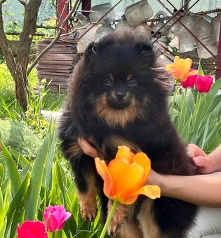 Pomeranian spitz - 2