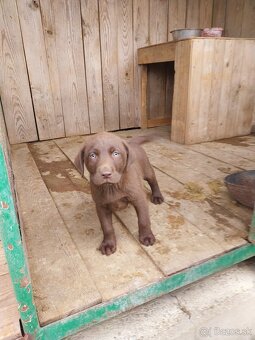 Predám šteniatka labradora - 2