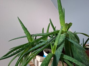 Aloe vera rastliny - 2