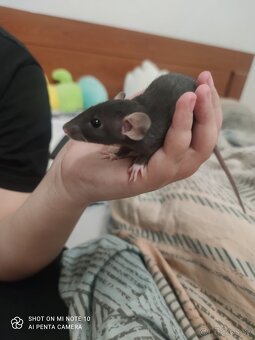 Dumbo potkan - 2