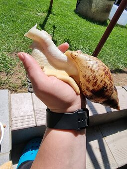 Africky slimak, achatina recitulata albino body - 2