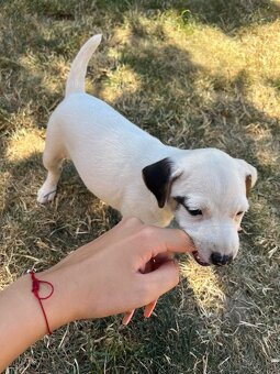 Šteniatka Jack Russell terier - 2
