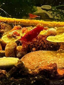 Krevetky | Neocaridina | Bloody Mary - 2