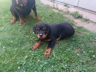 Rottweiler, rotvajler - 2
