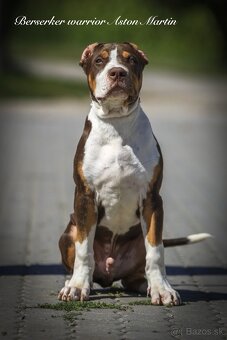American bully XL/XXL s PP/stafford/pitbull/cane corso - 2