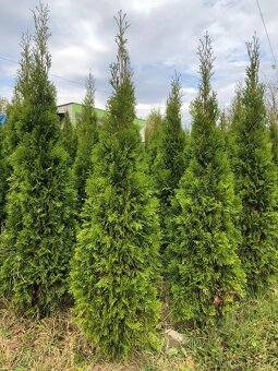 Tuje Smaragdové - 2