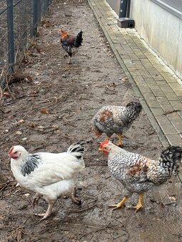 Predám kohúty Sasex svetlá a Cream Legbar - 2