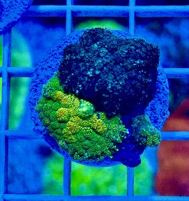 Morske Koraly - aktuálna ponúka - 2
