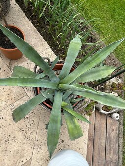 Agave (52cm) v plastovom crepniku + 5mladych výhonkov - 2