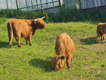 Highland Cattle - 2