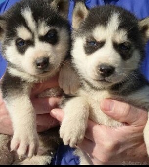 Sibírsky husky ❤️❤️ - 2