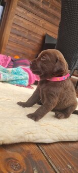 Šteniatka labradora - 2
