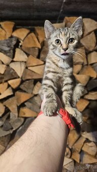 Darujem 2 mačiatka - 2