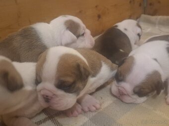 Anglicky buldog - 2