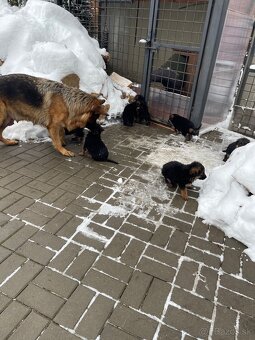 Nemecký ovčiak - 2