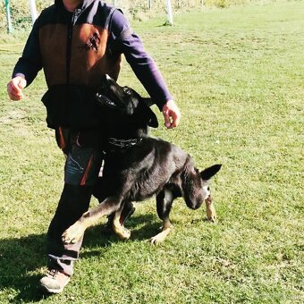 Profesionálny Vycvik psov všetkých plemien - 2