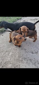 Predám šteniatka jazvečika - 2