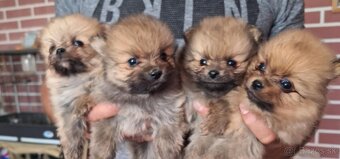 Oranžový špic -Pomeranian - 2