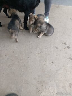 Ponúkam na predaj krížené Vlčiaky - 2