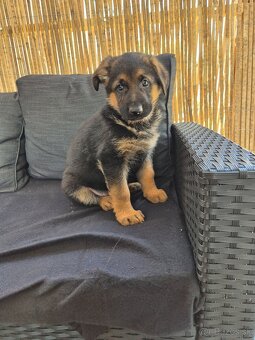 Nemecký ovčiak steniatka - 2