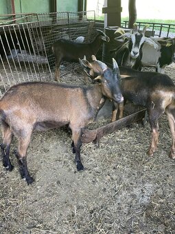 cap, capko, capíky, capy - 2