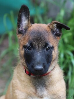 Belgický ovčiak - Malinois s PP, iba sučky - 2
