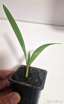 Sadenice palmy Trachycarpus takil x wagnerianus - 2