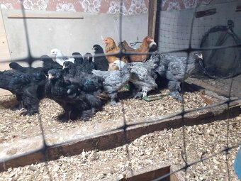 brahmanky, brahman, brahmanka velka - 2