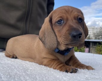 Jazvečík hladkosrstý štandardný s PP - 2