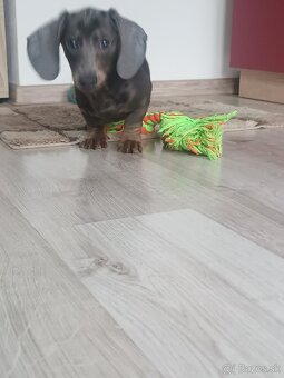 Jazvečík krátkosrsti blue fenka - 2