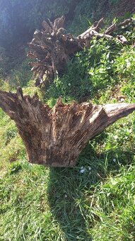 koreň stromu - dekorácia - 2