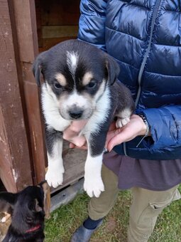 Darujeme šteniatka - 2