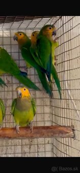 Eupsittula Pertinax Aratinga hnedo hrdlá - 2