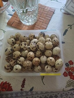 Prepeličie vajíčka - 2